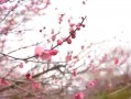 泗洪梅花镇游玩攻略作文，泗洪县梅花镇景点