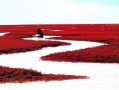 盘锦游玩攻略反派，旅游盘锦攻略